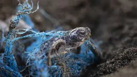 Getty Images A small turtle on a sandy beach emerges from a blue net of entangled plastic