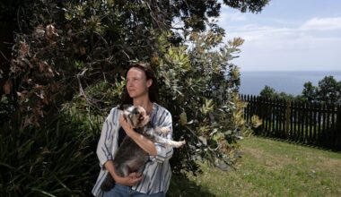 Waverley Council votes to cut down trees to preserve views