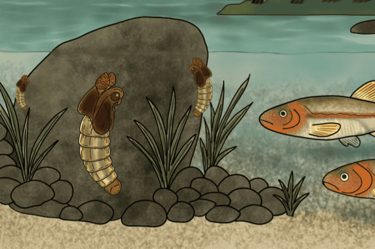 An 82-Year-Old Fossil Hunter Found a 150-Million-Year-Old Insect That May Redraw the Evolutionary Map