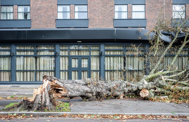 tree fallen onto building on stree