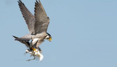 Why national parks and nature reserves don’t always safeguard ecosystems as expected