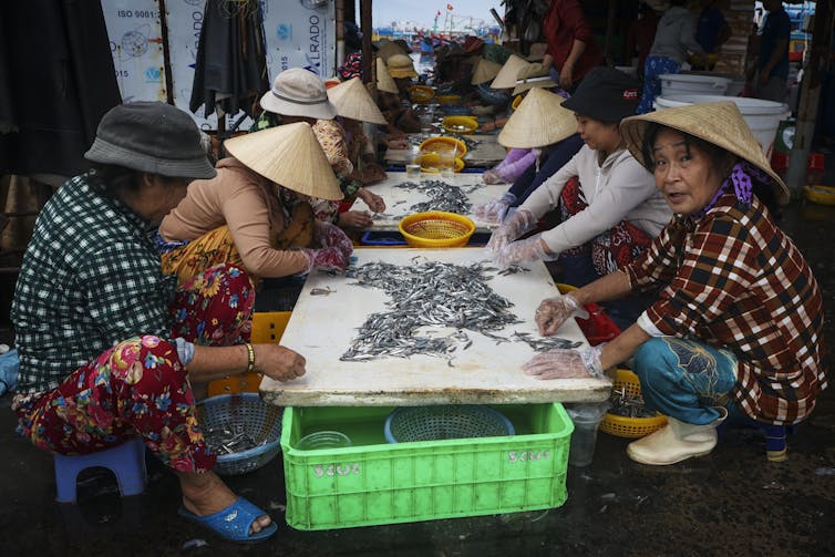 women at a long table sorting fish