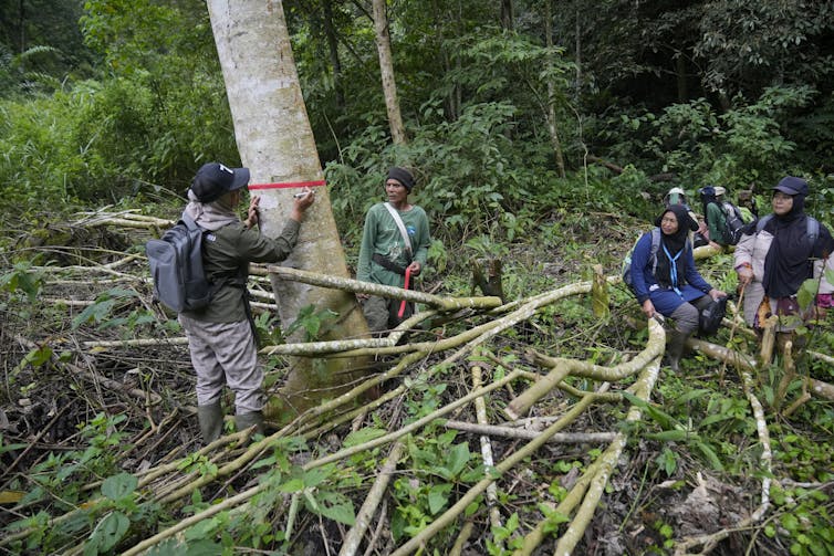 A ranger puts a red line on a tree to mark it. Villagers stand near by with evidence of cut down trees around them.