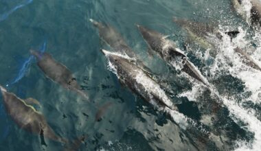 A new way to measure the age of dolphins opens a window onto the lives of these iconic animals