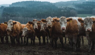 The fast-fix for global warming that the UN climate summit can’t ignore