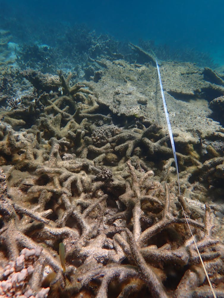 Spiky dead coral lies on the sea bed at Ningaloo Reef.