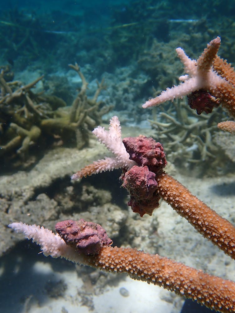 Small pink underwater snails devouring remnant coral branches.