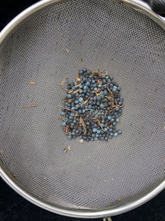 sieve with small black beads in centre