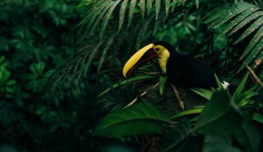 The world’s new US$125 billion rainforest trust fund revives a 1990s idea – and shows its limits