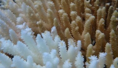 We knew Ningaloo’s coral bleaching was severe. But what we found 6 months later was still a shock
