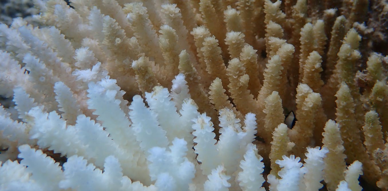 We knew Ningaloo’s coral bleaching was severe. But what we found 6 months later was still a shock