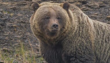 Calls for grizzly hunts to return to Western Canada oversimplify a complex ecological issue