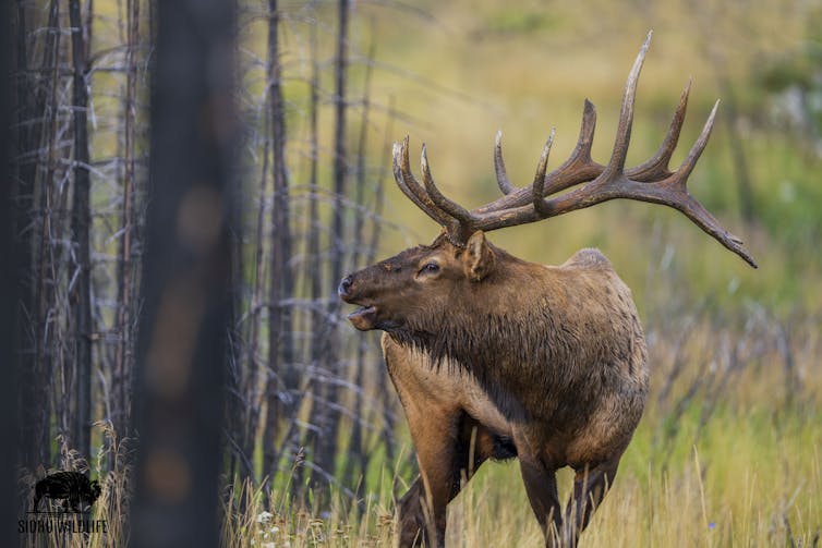 A male elk