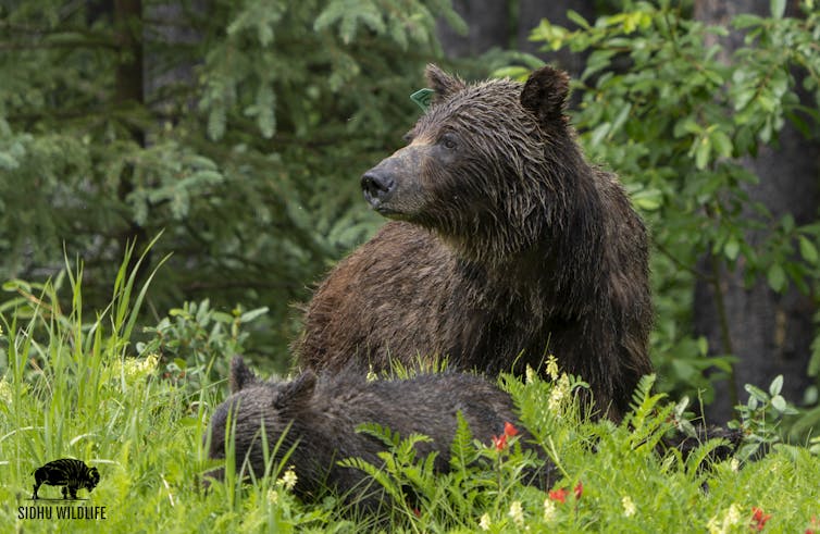 A female grizzly bear with her cubs
