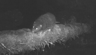 First Scientific Observation Of The Largest Sahulian Rodent, Mallomys Istapantap, In The Wild