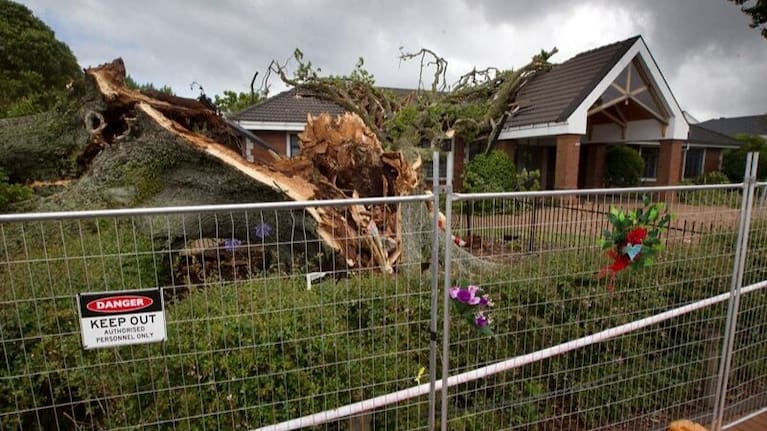 Flowers placed in the stump of the tree which fell and killed Trish Butterworth in Rotorua in January 2018. 