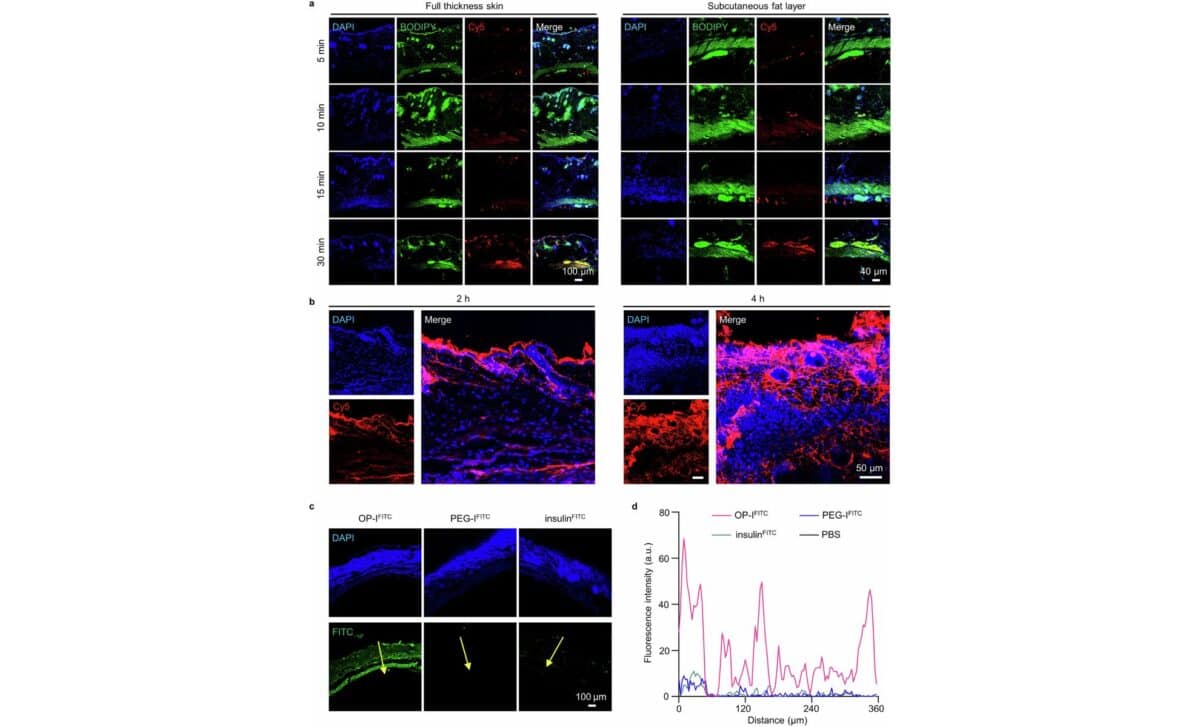 Fluorescence Distribution And Skin Penetration Of Op Icy5 And Op Ifitc In Mouse Dorsal Skin Clsm And Line Scan Analysis