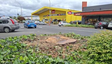 Rotorua businesses back tree removals