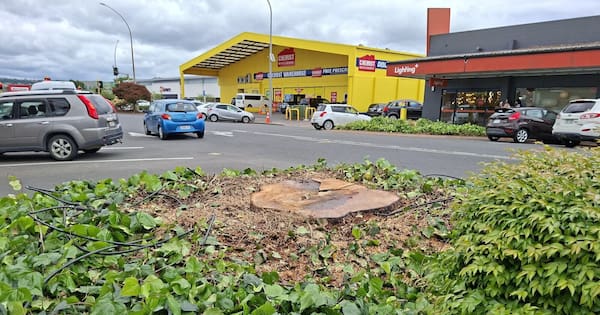 Rotorua businesses back tree removals