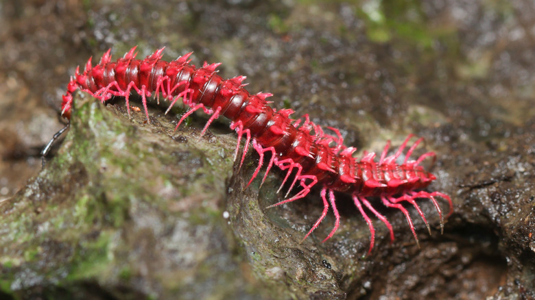 a dragon millipede on a rock in Thailand