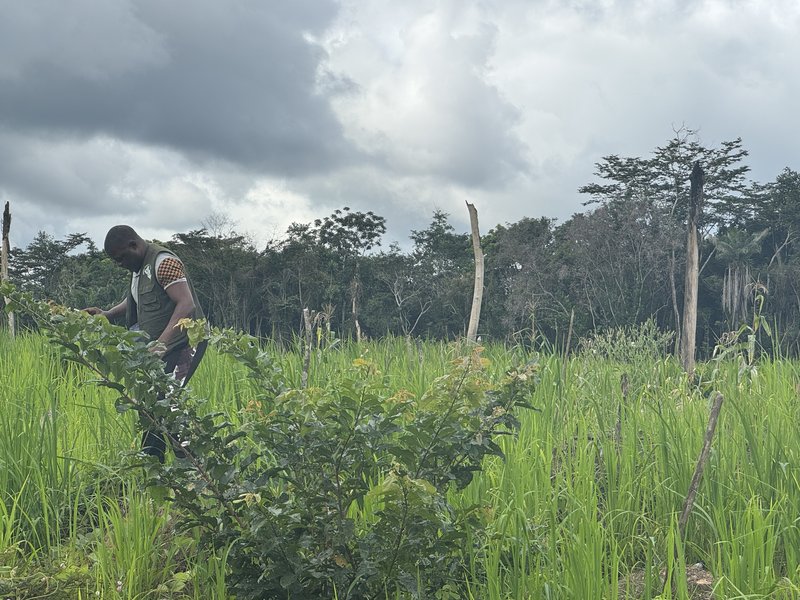 Man walking across a cocoa farm in Nimba County in Liberia