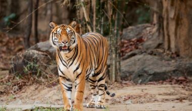 GPS collars reveal ‘strange prey’ for some of Thailand’s last tigers