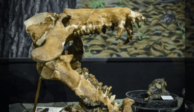 Giant Hell Pigs The Ancient Beast That Could Smash Bones With Its Teeth!