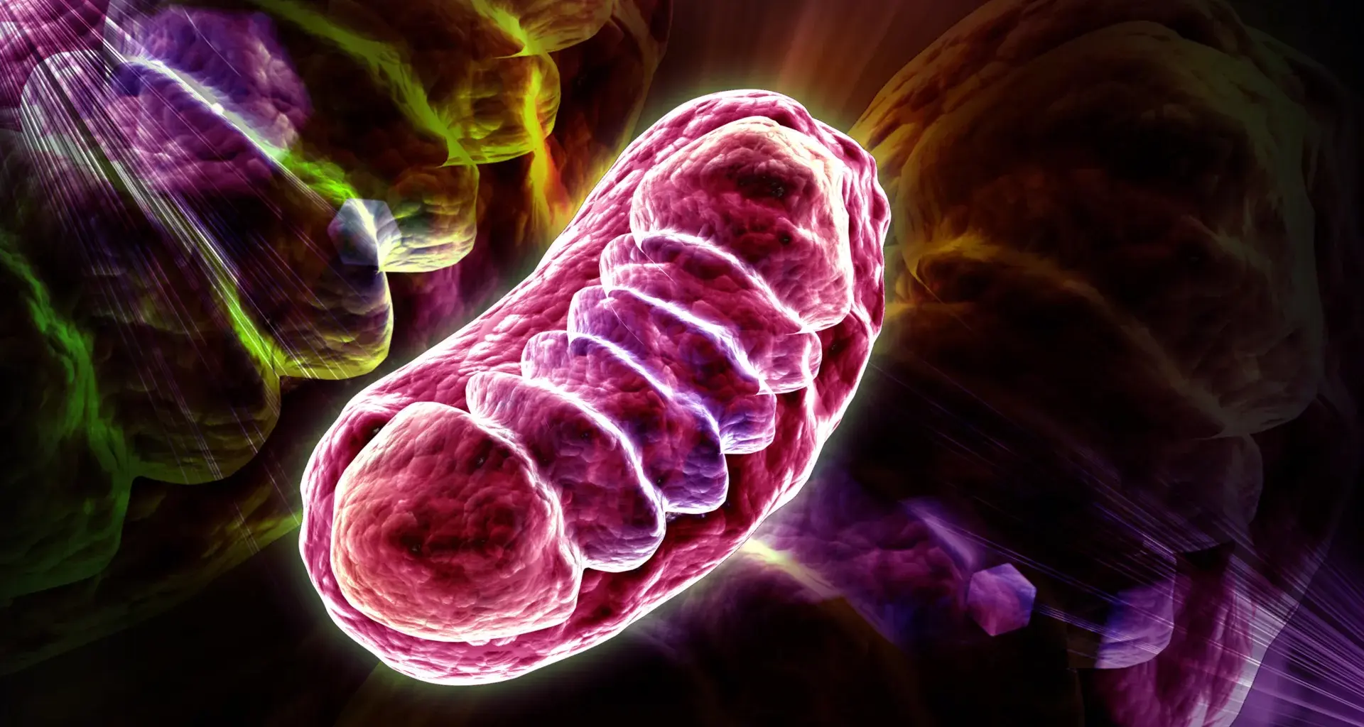 Scientists discover the nutrient that supercharges cellular energy