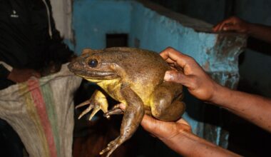 Meet The Goliath Frog: At Up To 3.3 Kilograms, It's The World's Biggest Frog Species