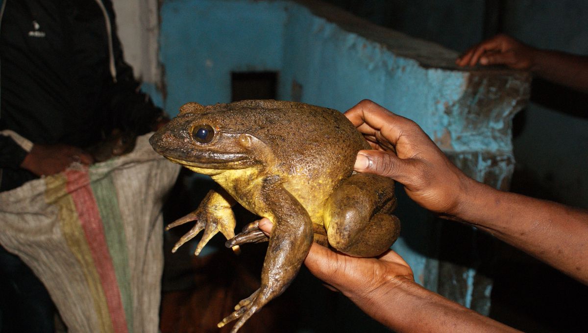 Meet The Goliath Frog: At Up To 3.3 Kilograms, It's The World's Biggest Frog Species