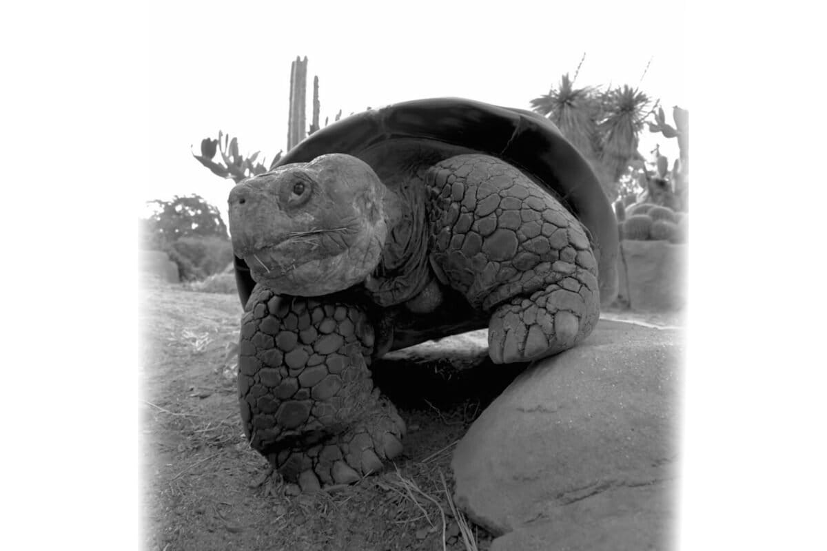 The long life of a Galápagos tortoise