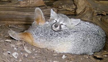 Two gray fox pups cuddling.