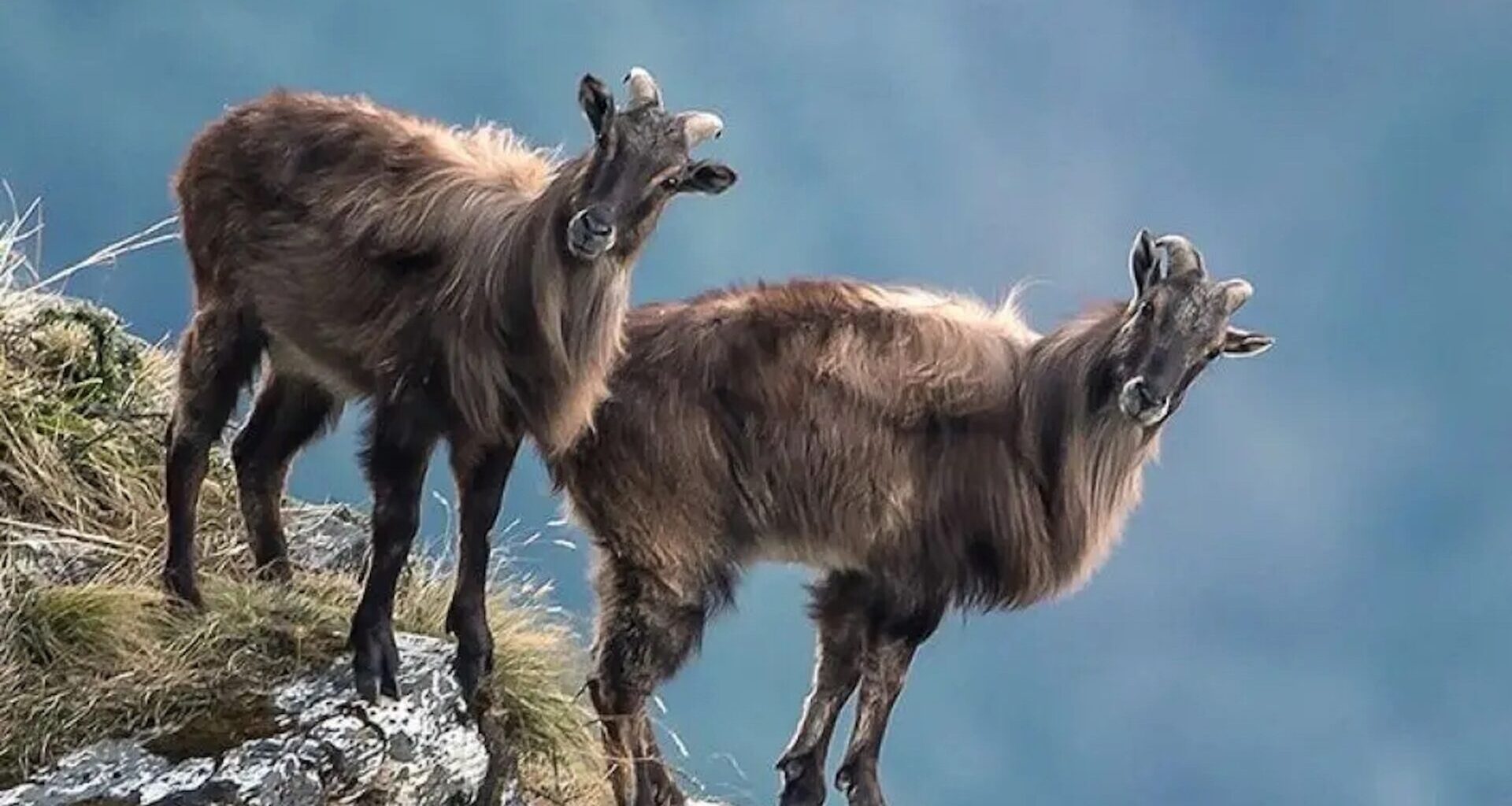 Baby Tahr’s Brave Leap on Table Mountain Has South Africans Holding Their Breath