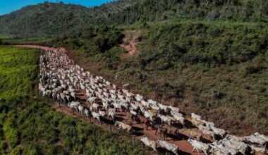 Will electronic tagging for cattle save the Amazon rainforest?