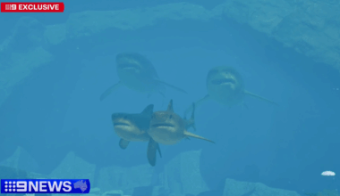 Major discovery proves gigantic sharks roamed Australia's coastlines