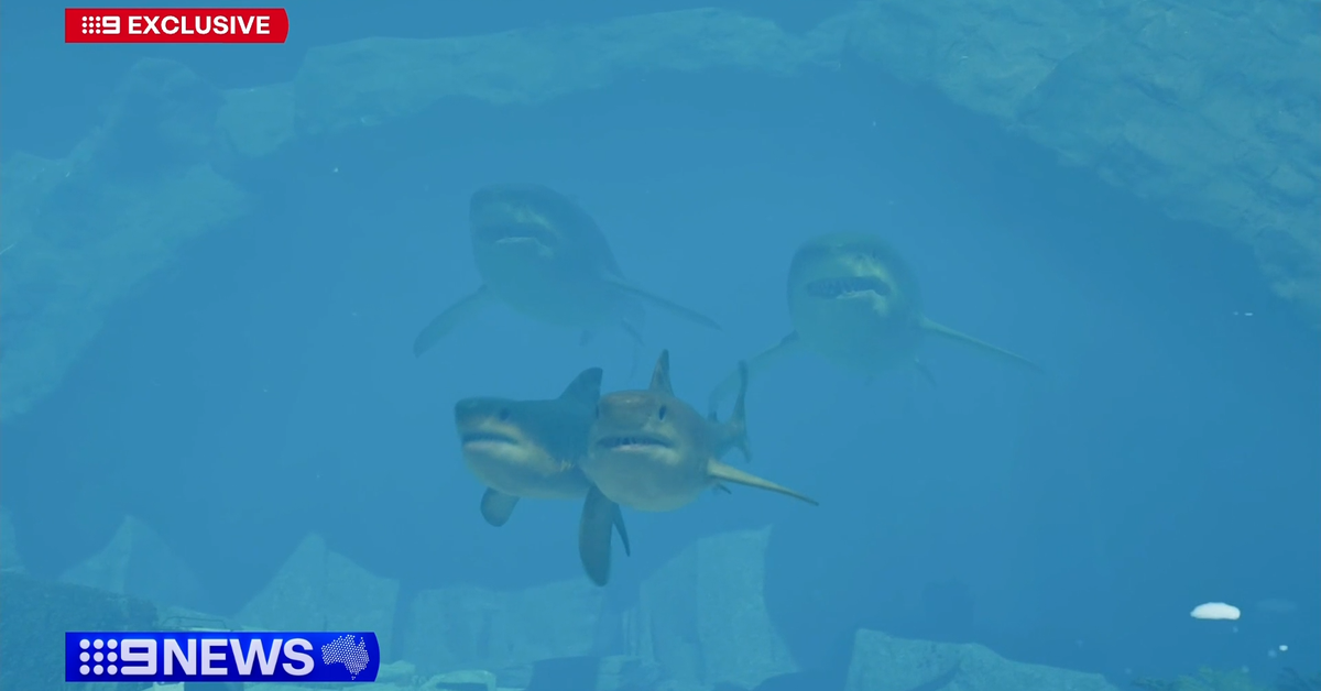 Major discovery proves gigantic sharks roamed Australia's coastlines