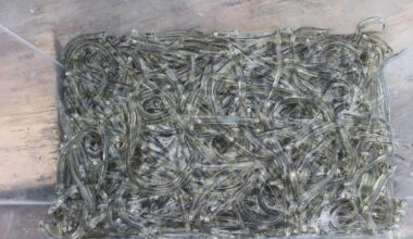 Gear seized from pair caught whitebaiting illegally