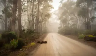 "I couldn't believe my eyes": Rare echidnas caught on camera in unforgettable roadside encounter