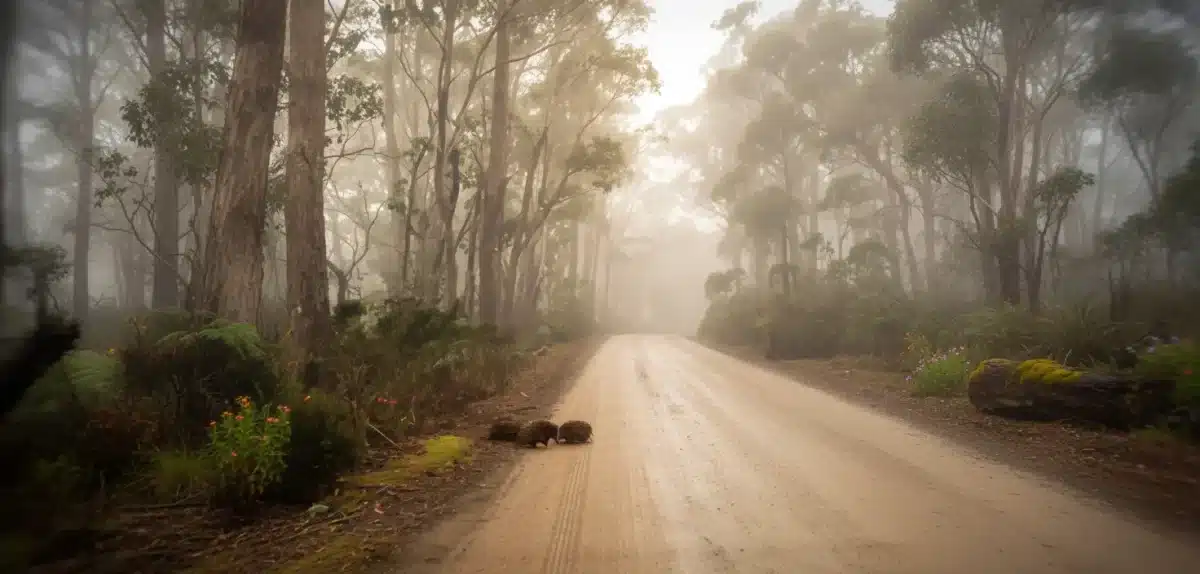 "I couldn't believe my eyes": Rare echidnas caught on camera in unforgettable roadside encounter