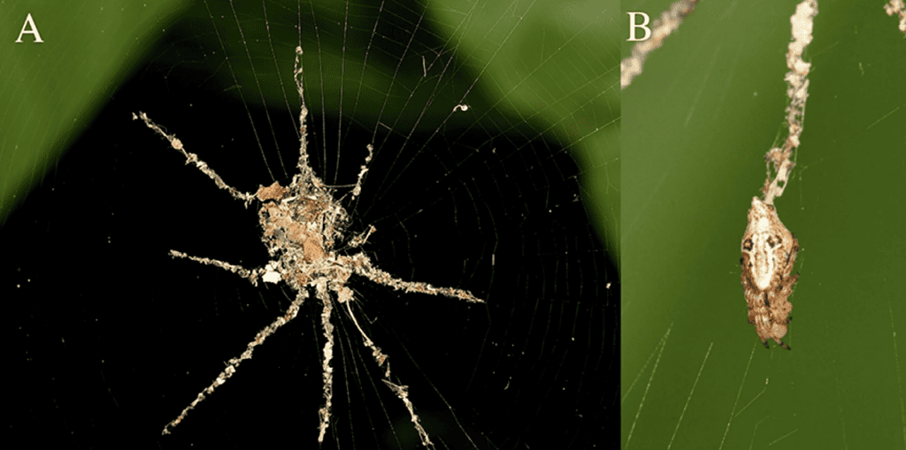 False spider structure shown in a web and the spider that made it