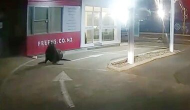 Sea lion spotted on early morning jaunt to dry cleaners