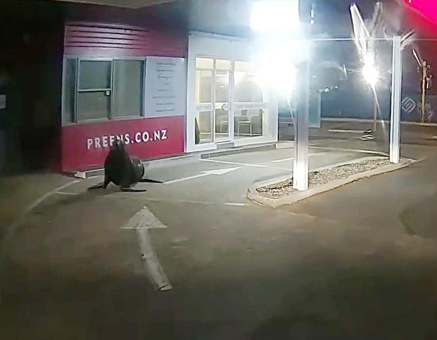 Sea lion spotted on early morning jaunt to dry cleaners
