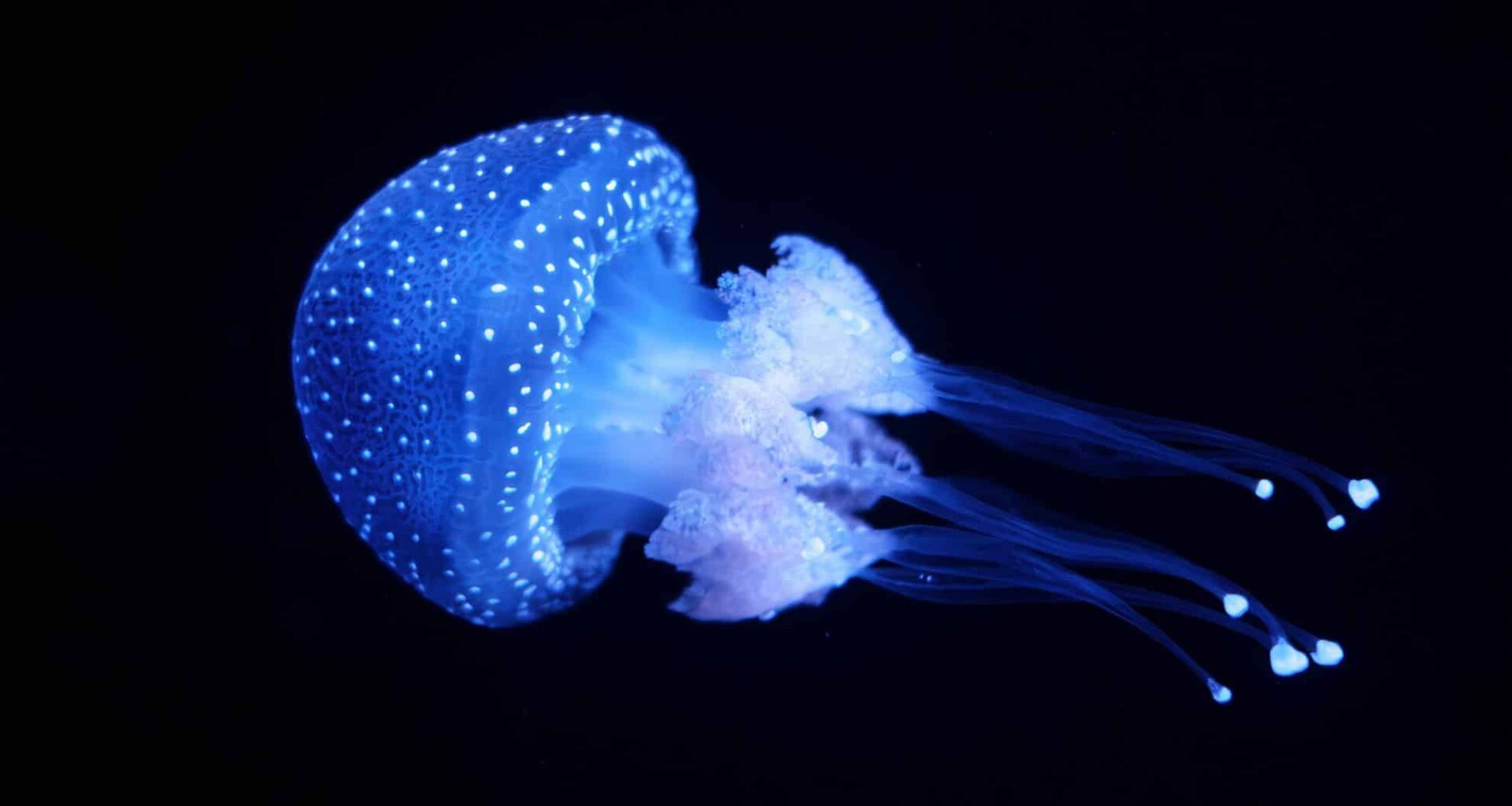 Japan Jellyfish Discovery