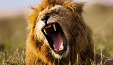 Lions Have Two Distinct Roars, And One Could Aid in Their Survival : ScienceAlert