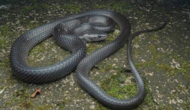 New Shiny Black Wolf Snake Species Discovered In Nicobar Islands Is Named After Steve Irwin