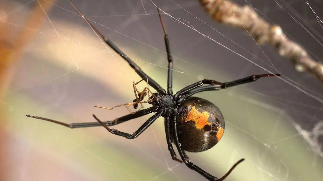Male black widow spiders