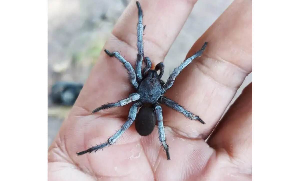 Male Damarchus Inazuma