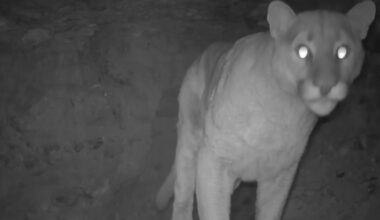 A mountain lion stands at night facing a trail camera, its eyes glowing brightly in the darkness. The background is rocky and dimly lit.