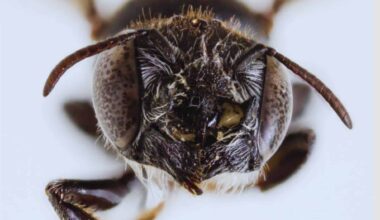 Megachile Lucifer Bee