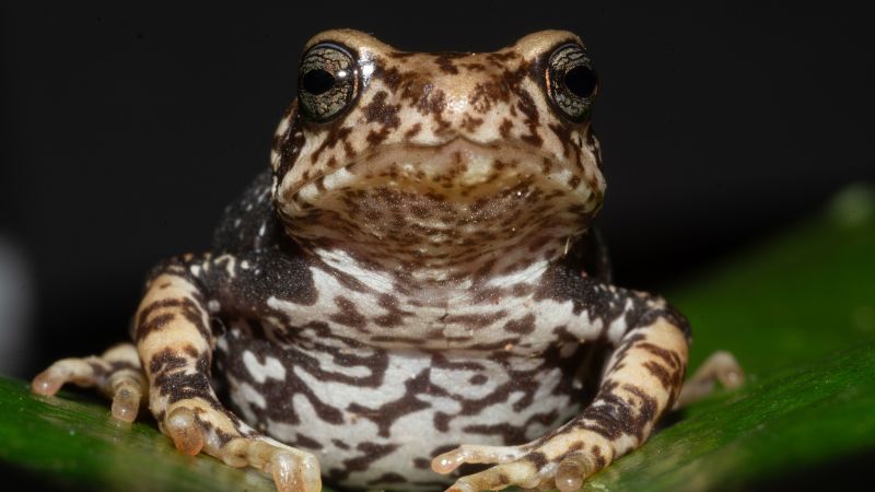 3 newfound species of Tanzanian tree toad give birth to live toadlets
